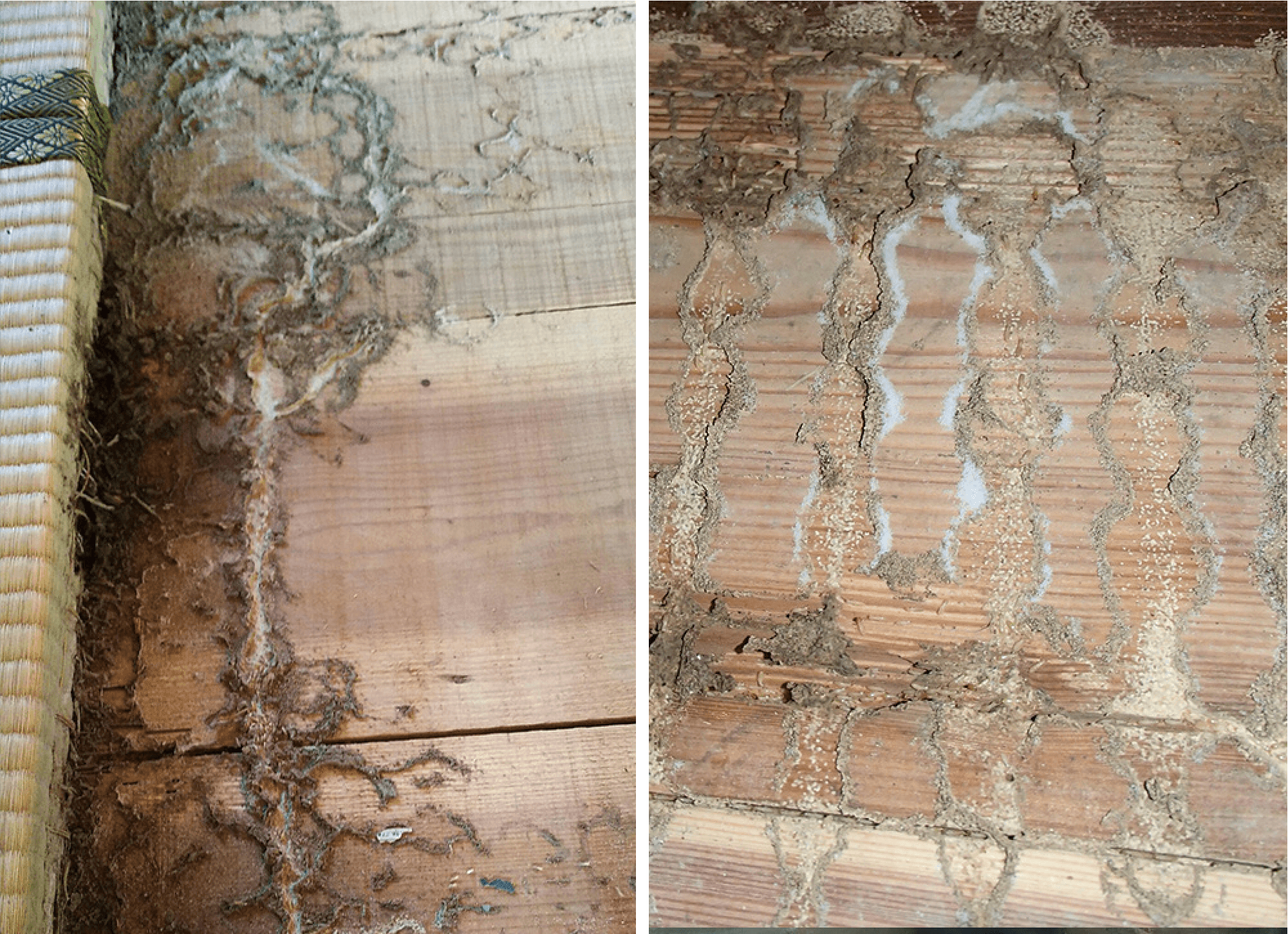 畳 タタミ 被害